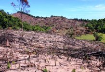 Hai người bị bắt để điều tra phá hơn 60 ha rừng ở Bình Định 60 ha rừng bị tàn phá