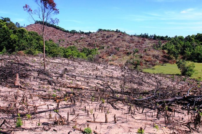 60 ha rừng bị tàn phá