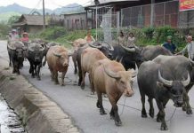 Biên phòng nghệ an tìm 9 con trâu thất lạc cho người Lào