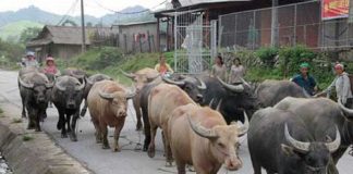 Biên phòng nghệ an tìm 9 con trâu thất lạc cho người Lào